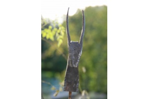 stierkopf 001 - kopie 428x640